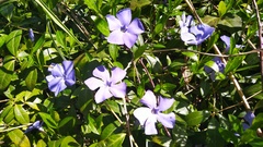 Vinca minor