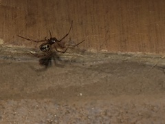 Steatoda triangulosa