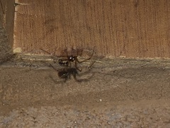 Steatoda triangulosa
