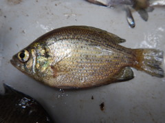 Centrarchus macropterus