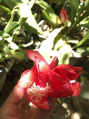 Disocactus ackermannii