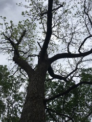 Juglans nigra