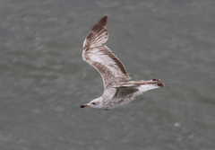 Larus argentatus