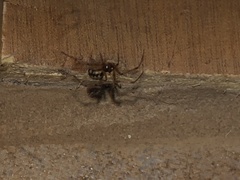 Steatoda triangulosa