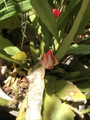 Disocactus ackermannii