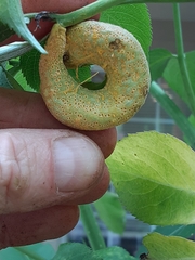 Puccinia sambuci