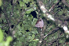 Hypsignathus monstrosus