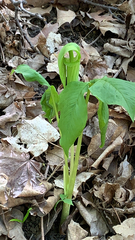 Arisaema triphyllum
