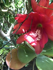 Disocactus ackermannii