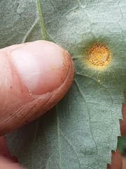 Puccinia sambuci