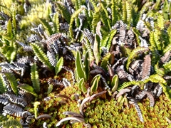 Elaphoglossum randii