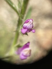 Sairocarpus multiflorus