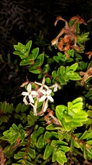 Pimelea buxifolia