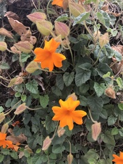 Thunbergia gregorii