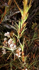 Dracophyllum subulatum