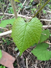 Vitis