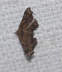 Esthlodora variabilis