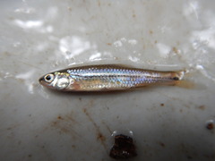 Notropis atrocaudalis