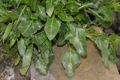 사탕무 (Beta vulgaris): 기원과 용도 — 사진 2