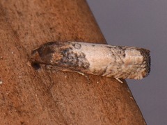 Epiblema desertana