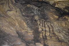 Desmodontinae