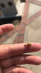 Harmonia axyridis