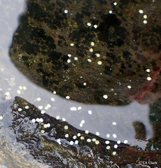 Nerita picea