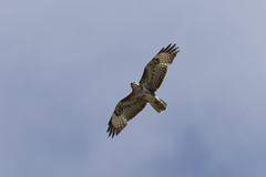 Buteo buteo
