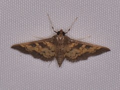 Diacme elealis