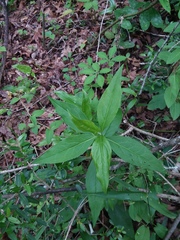 Solidago arguta boottii