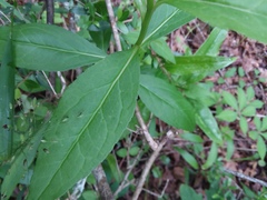 Solidago arguta boottii