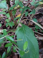 Solidago arguta boottii