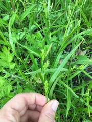 Carex grisea