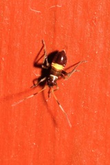 Closterotomus