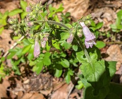 Penstemon canescens