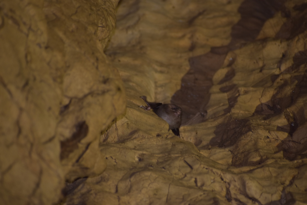 Hairy-legged Vampire Bat from Tepeapulco, Ver., México on May 8, 2021 ...