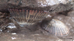 Cellana exarata