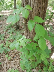 Toxicodendron radicans