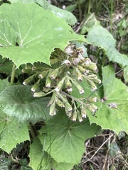 Petasites albus