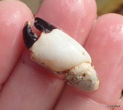 Leptodius sanguineus