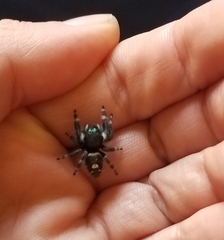 Phidippus audax