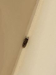 Endrosis sarcitrella