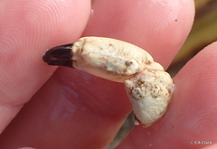 Leptodius sanguineus