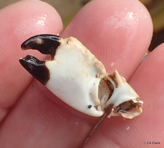 Leptodius sanguineus