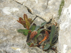 Pleopeltis fallacissima