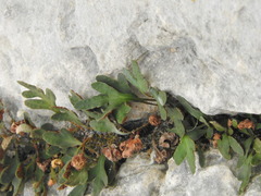 Pleopeltis fallacissima