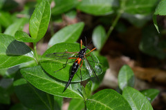 Tanyptera