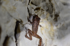 Eleutherodactylus cystignathoides