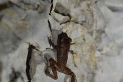 Eleutherodactylus cystignathoides