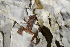 Eleutherodactylus cystignathoides